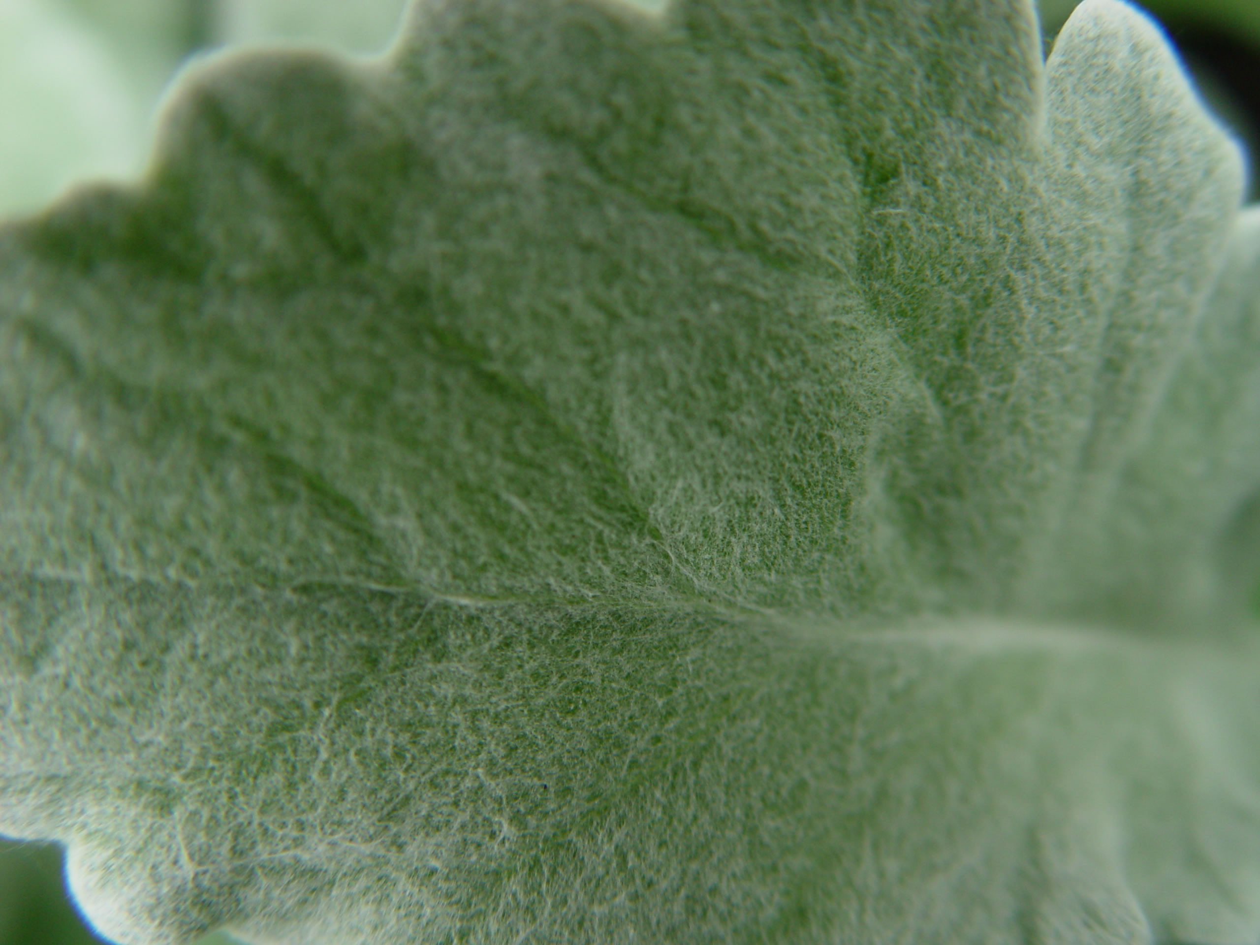 Jane Jackson / fuzzy leaf.jpg